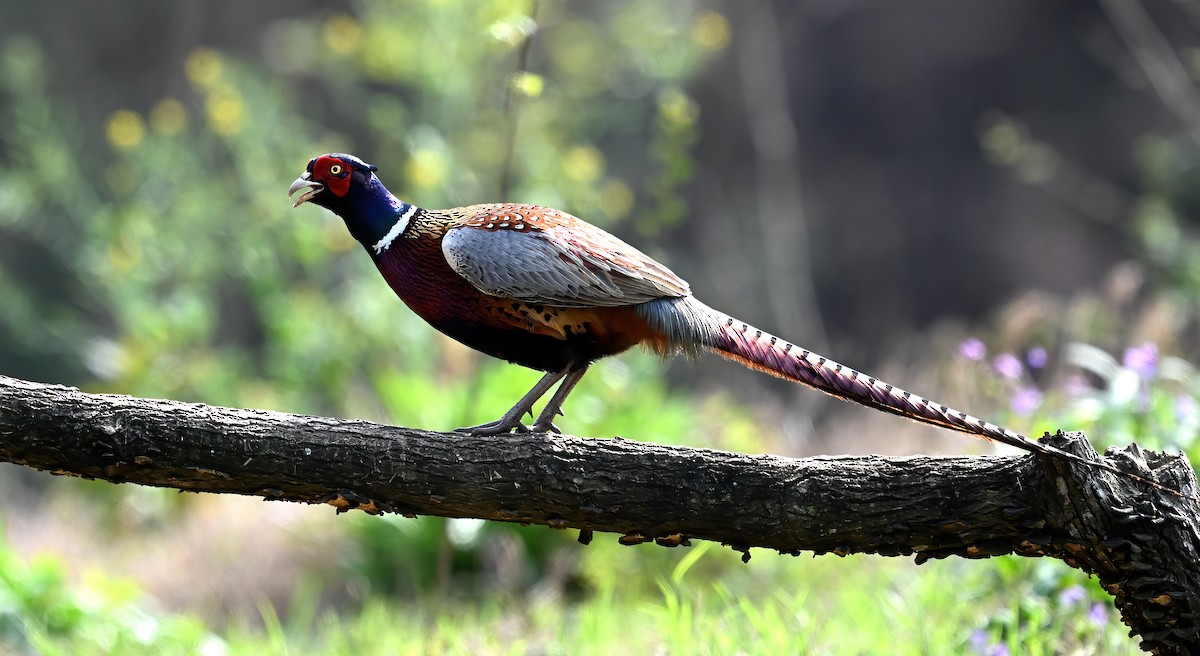 Ring-necked Pheasant - ML616700836