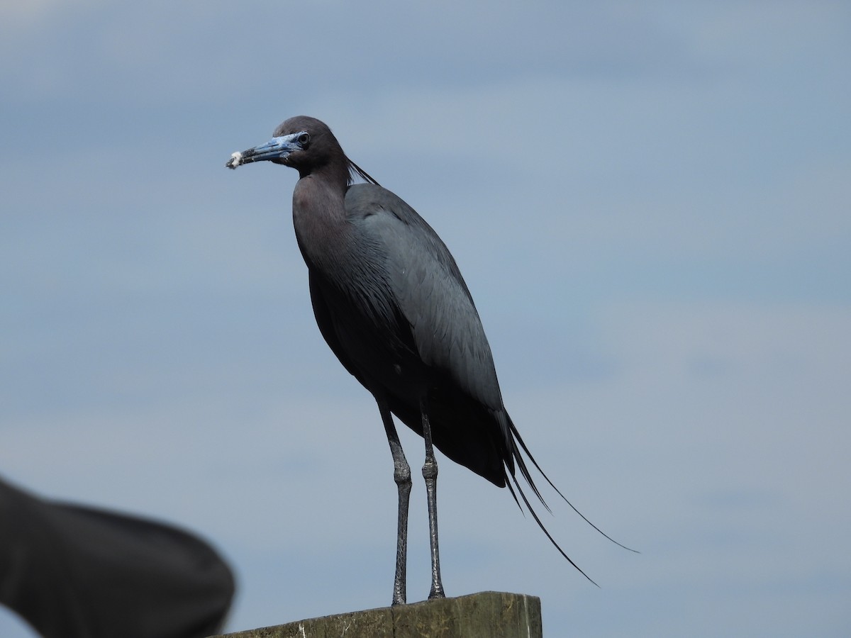 Little Blue Heron - William Cormack