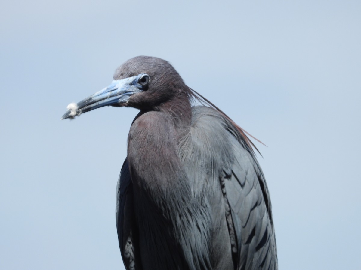 Little Blue Heron - William Cormack