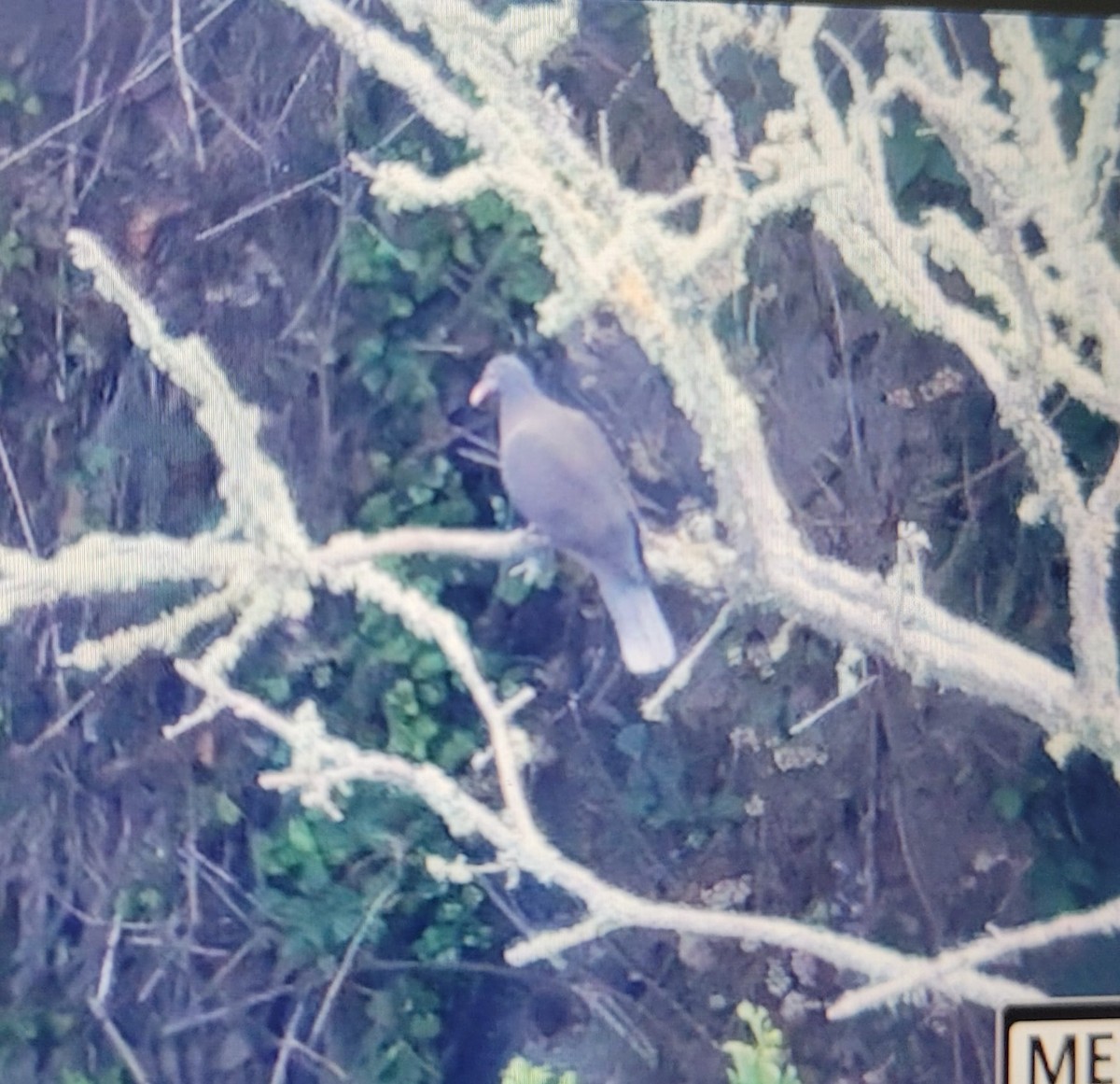 Laurel Pigeon - Max Khoo