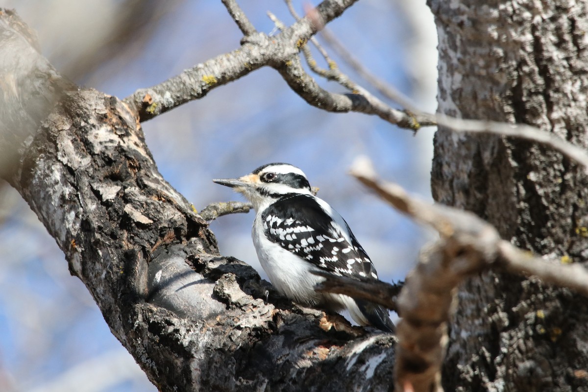 Hairy Woodpecker - Steve Freed