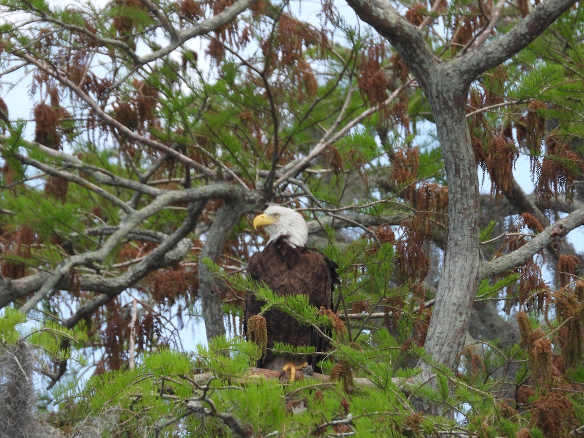 Weißkopf-Seeadler - ML616700910