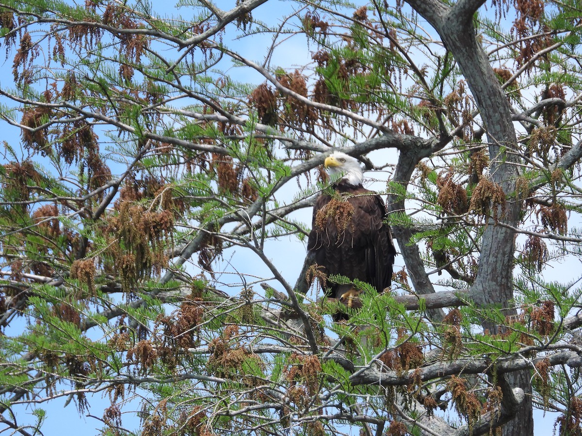 Bald Eagle - ML616700928