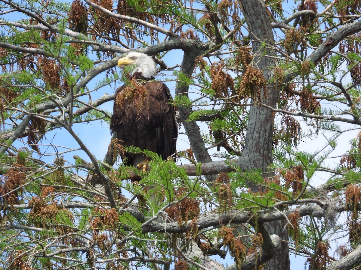 Bald Eagle - William Cormack