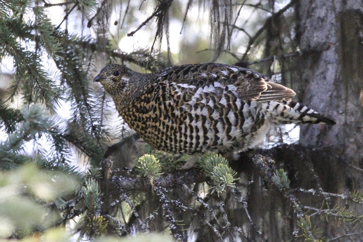 Spruce Grouse - ML616700946