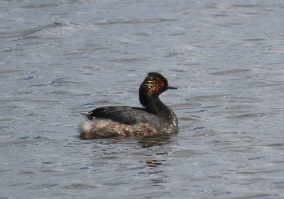 Eared Grebe - ML616700953