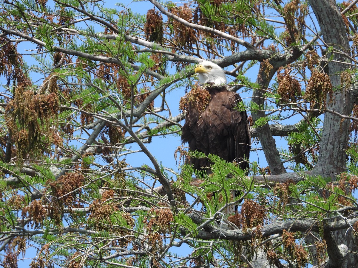 Bald Eagle - ML616700955