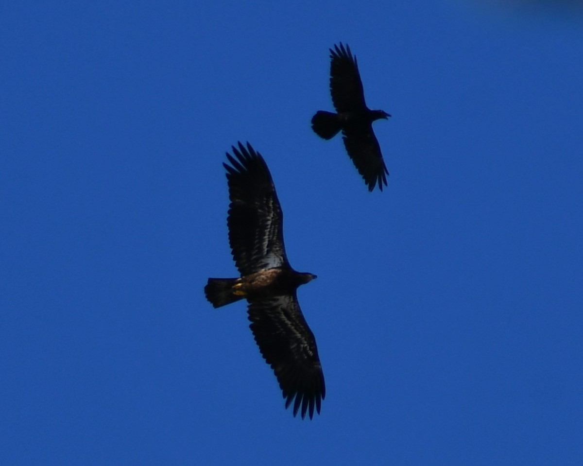 Bald Eagle - Kim  Selbee