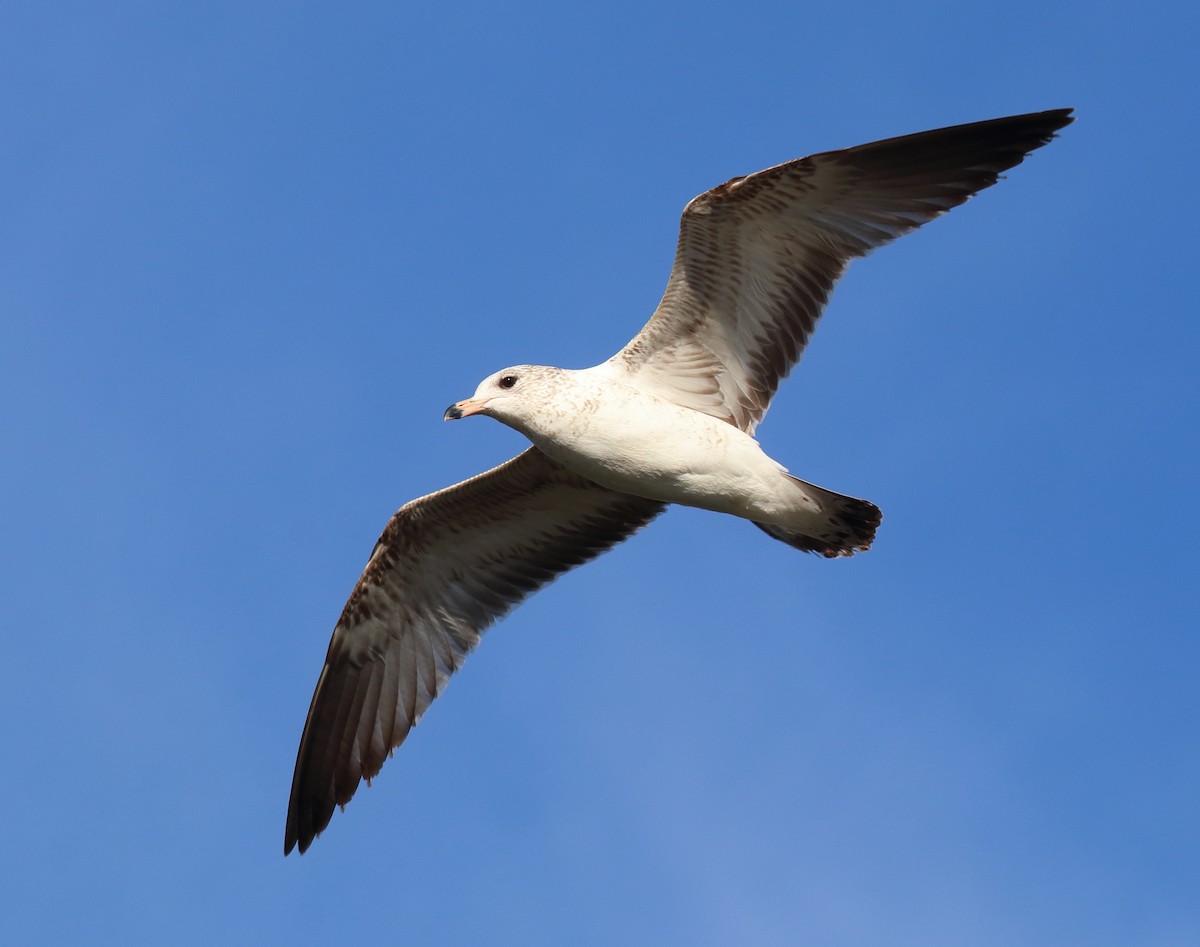 Ring-billed Gull - Mark E Land