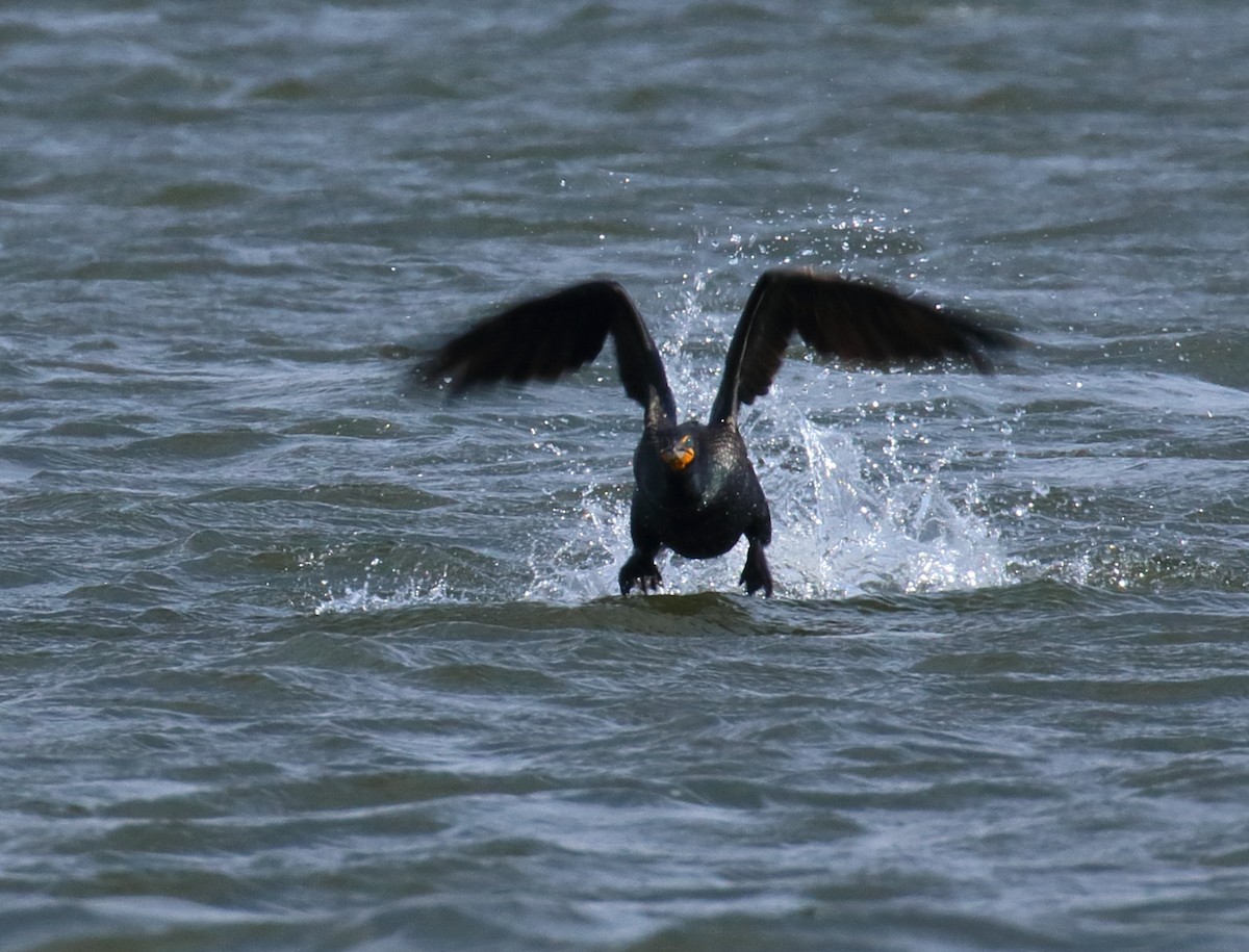 Double-crested Cormorant - Mark E Land