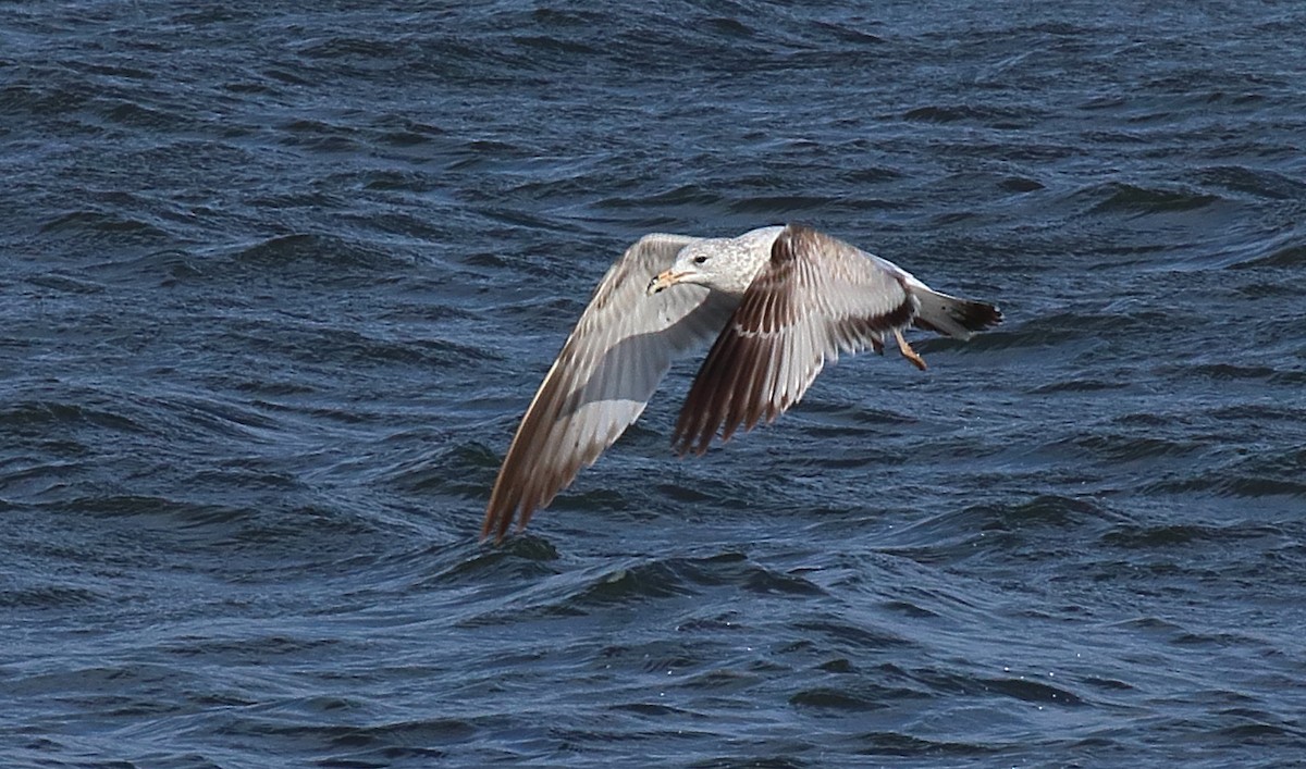 Ring-billed Gull - Mark E Land