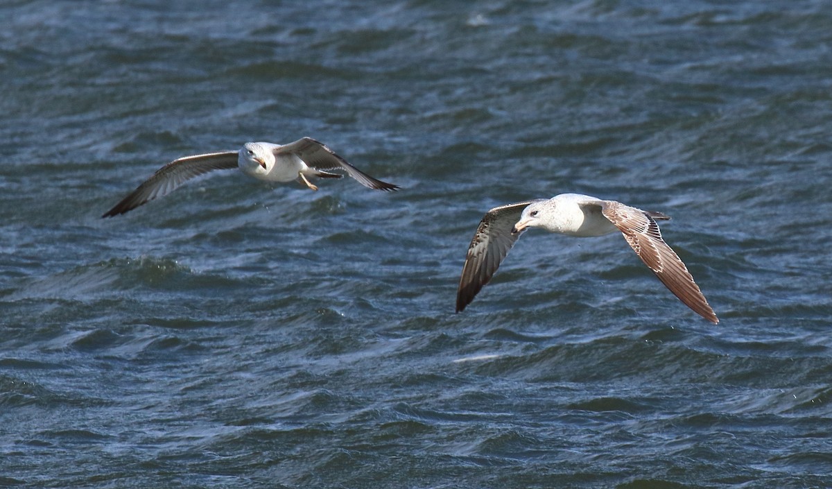 Ring-billed Gull - Mark E Land