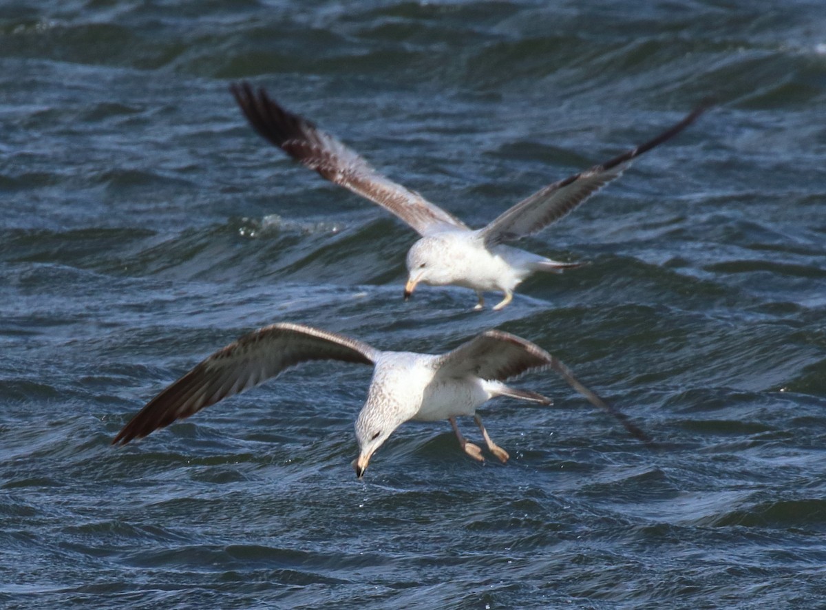 Ring-billed Gull - Mark E Land