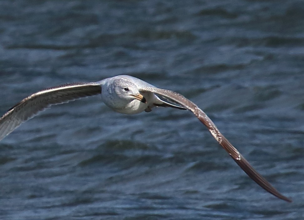 Ring-billed Gull - Mark E Land