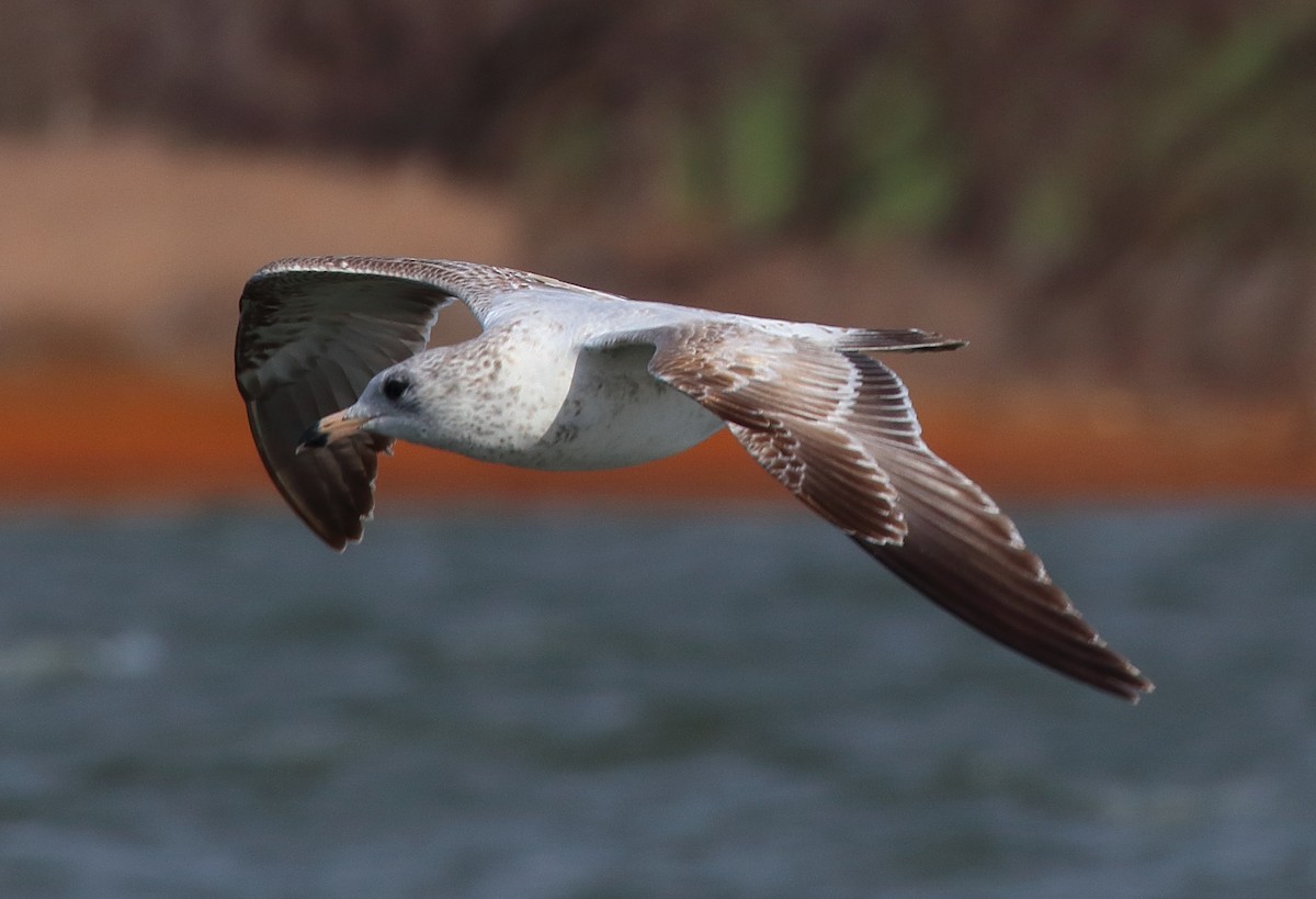 Ring-billed Gull - Mark E Land