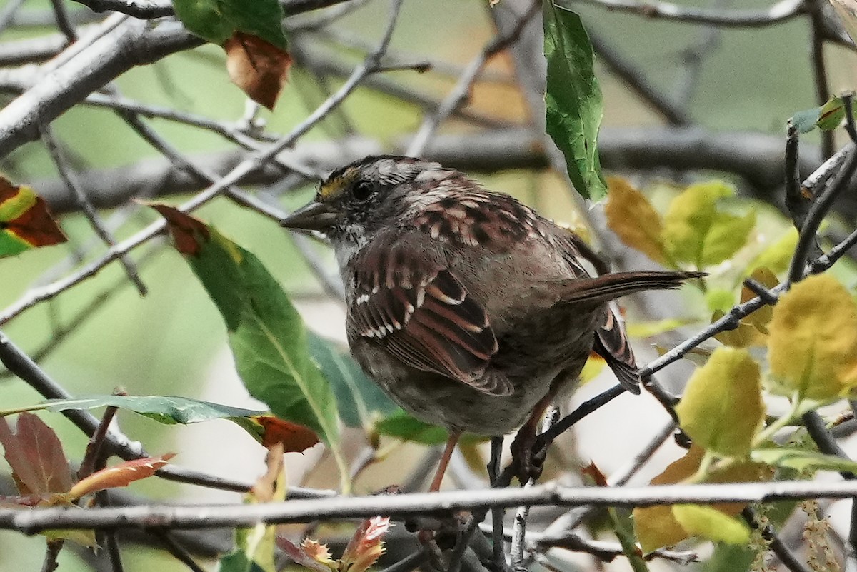 White-throated Sparrow - ML616701057