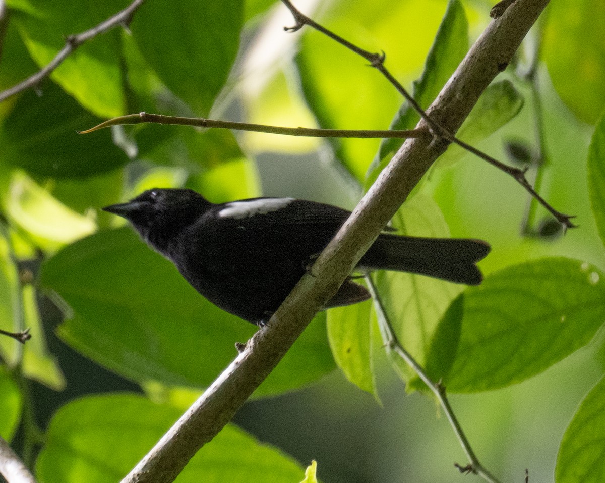 White-winged Shrike-Tanager - ML616701070