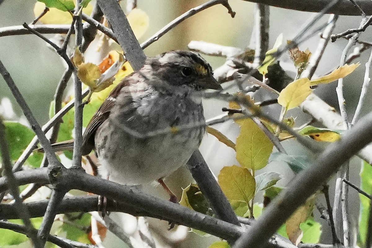 White-throated Sparrow - ML616701090