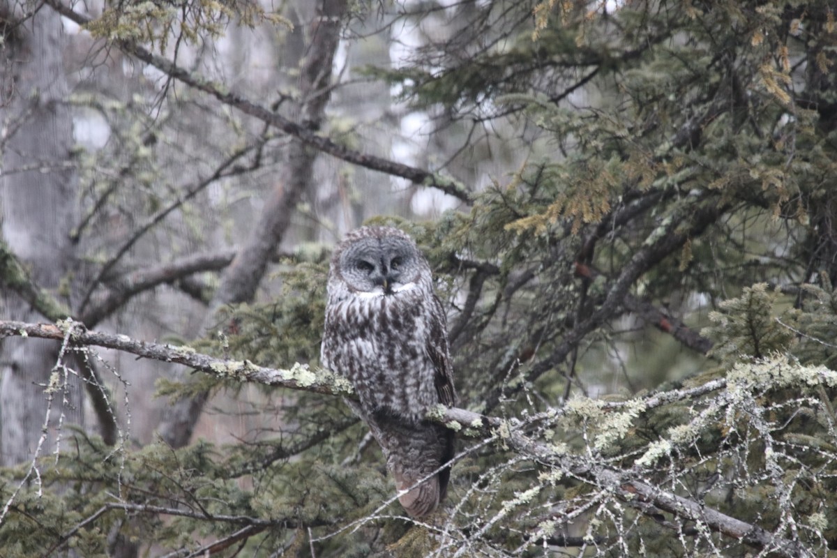 Great Gray Owl - ML616701108