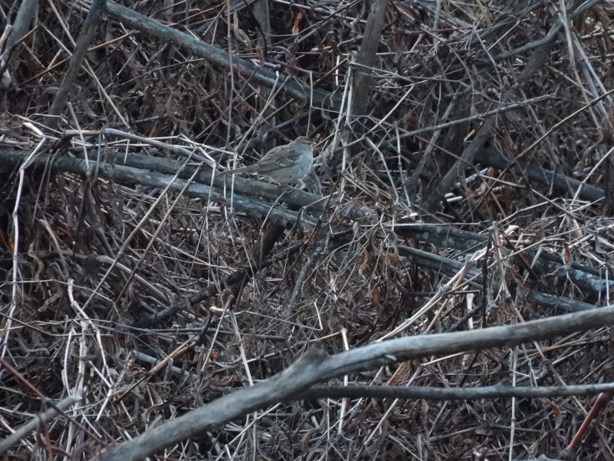 White-crowned Sparrow - ML616701117