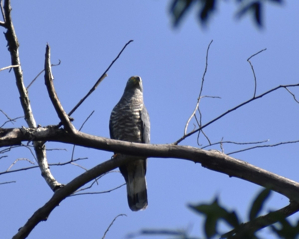 Hook-billed Kite - María Laura Castro