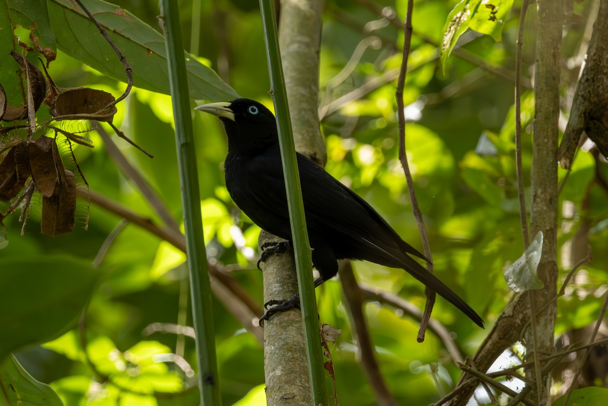 Scarlet-rumped Cacique - Mason Flint