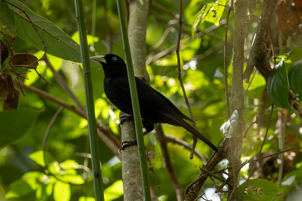 Scarlet-rumped Cacique - Mason Flint