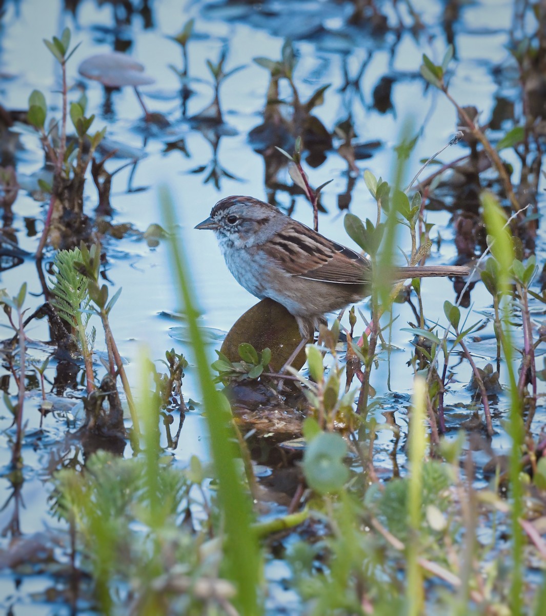 Swamp Sparrow - Caleb P.