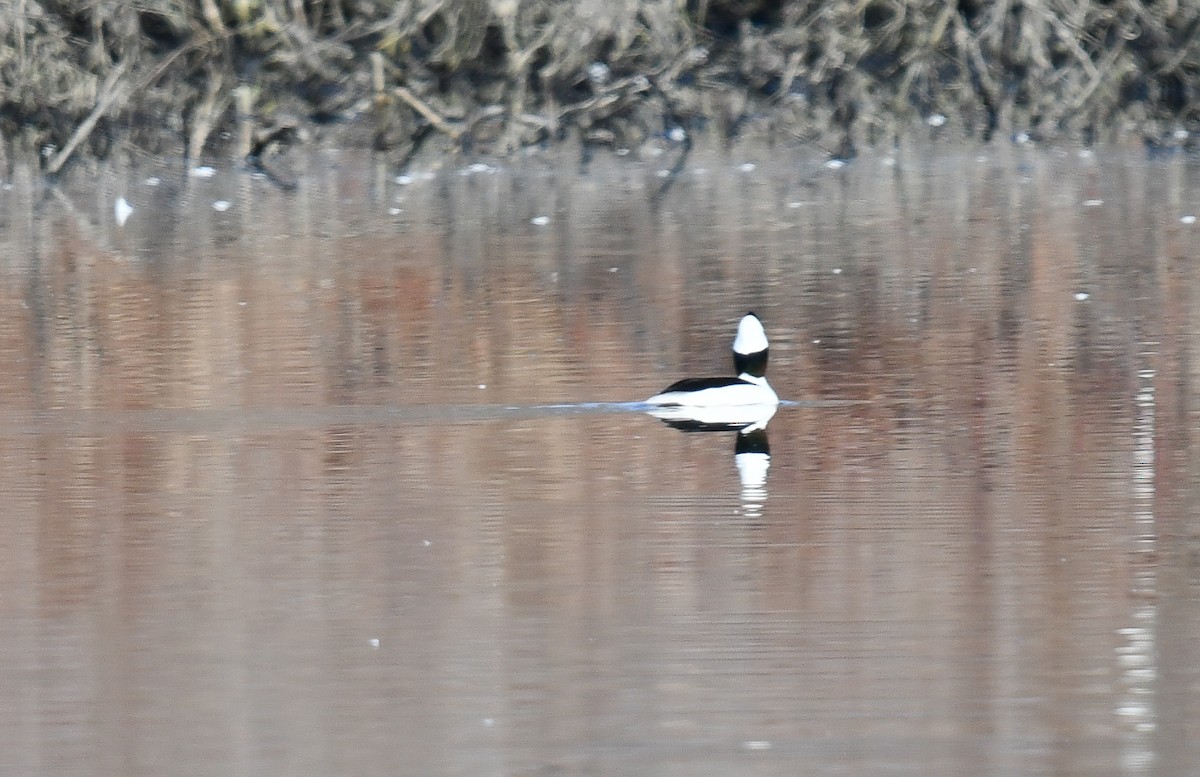 Bufflehead - Elaine Thomas