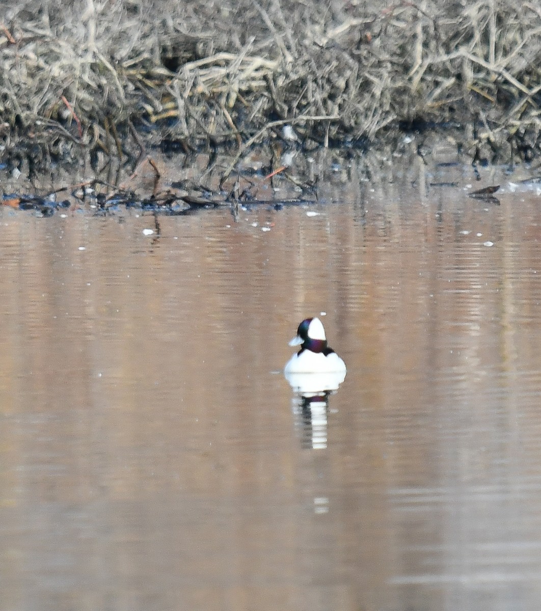 Bufflehead - ML616701256