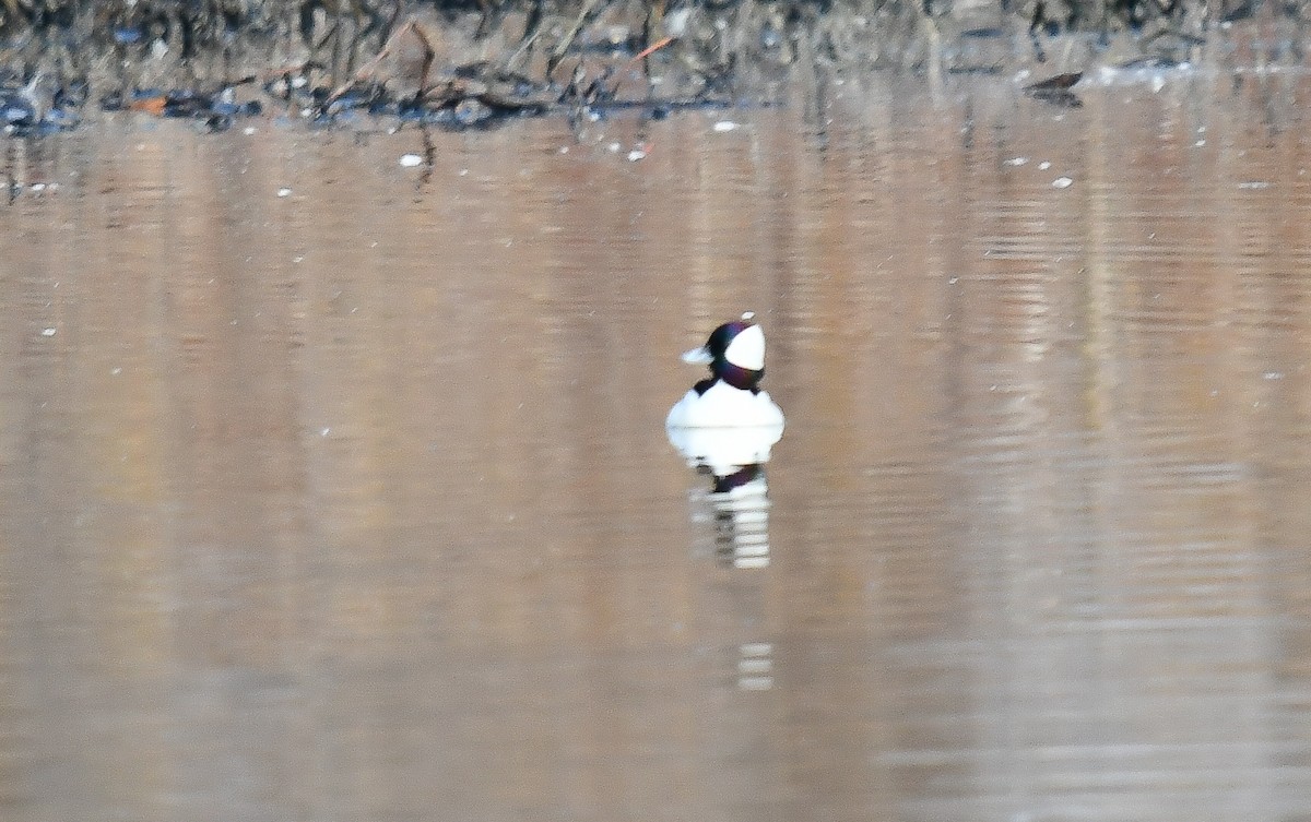 Bufflehead - Elaine Thomas