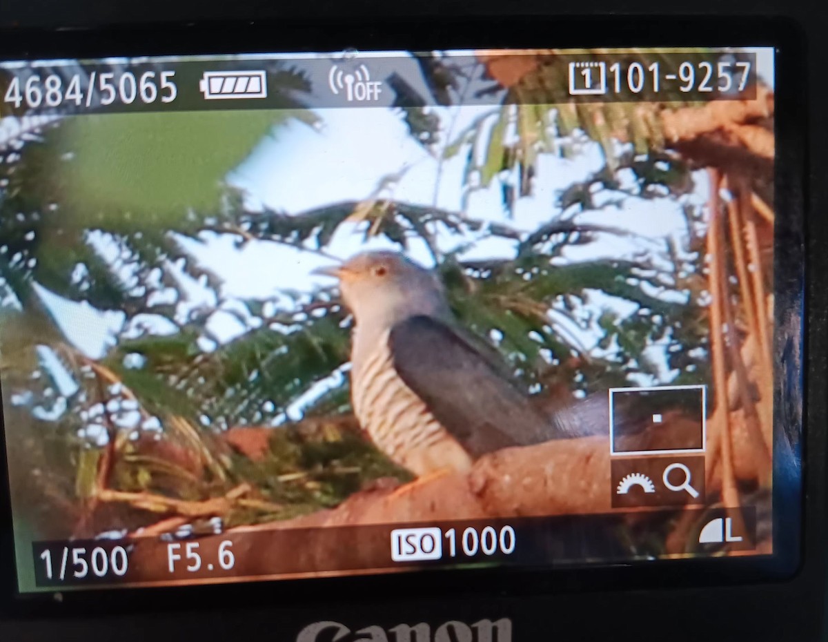 Oriental Cuckoo - ML616701273