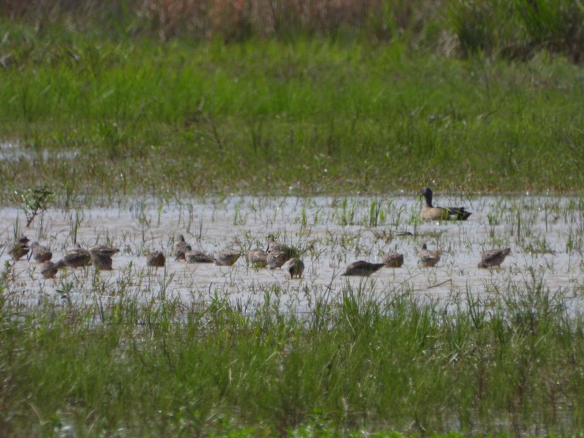 Gadwall - Lesha Roberts