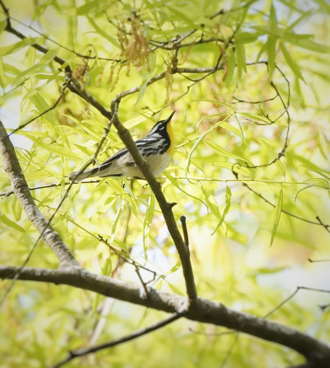 Yellow-throated Warbler - Caleb P.