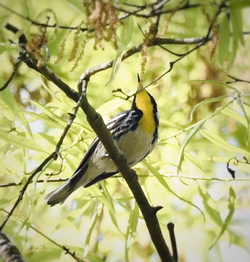 Yellow-throated Warbler - Caleb P.