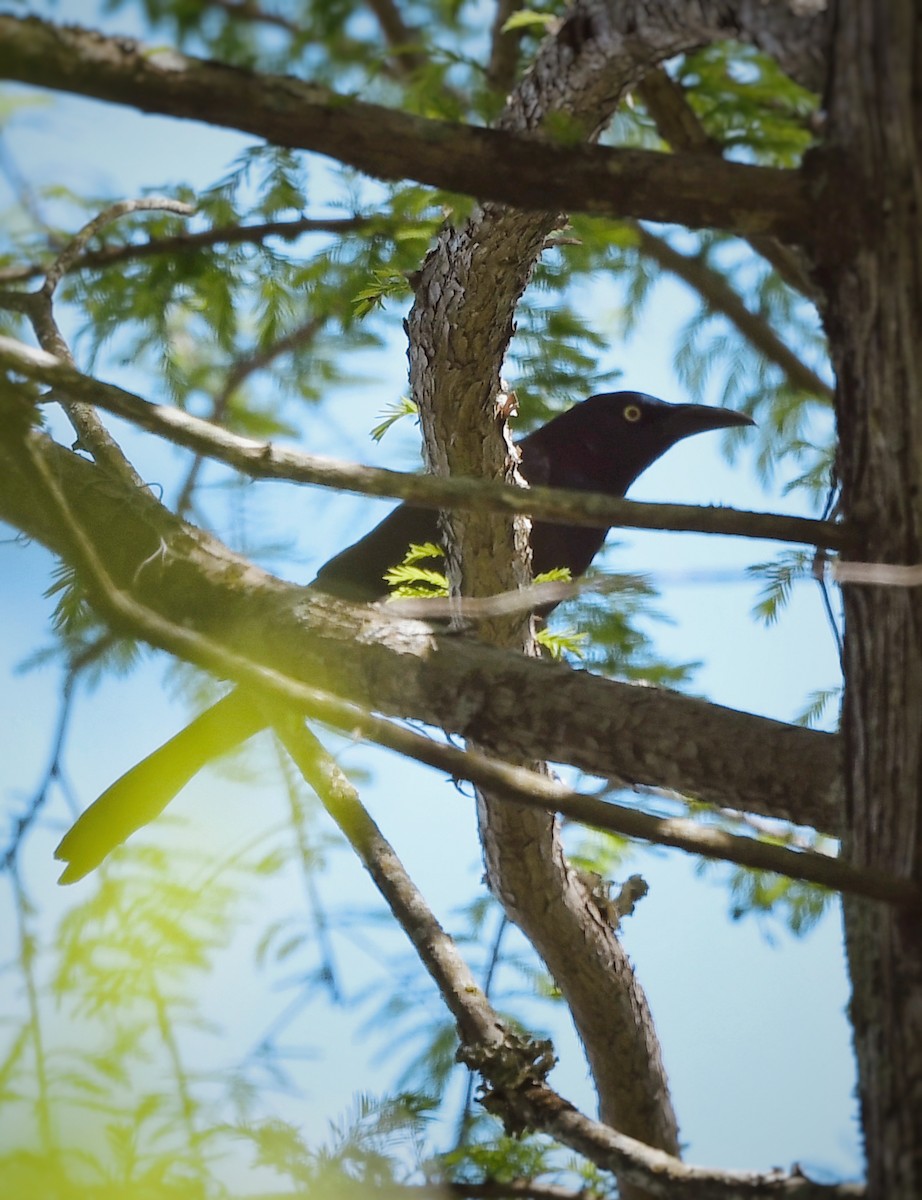 Common Grackle - Caleb P.