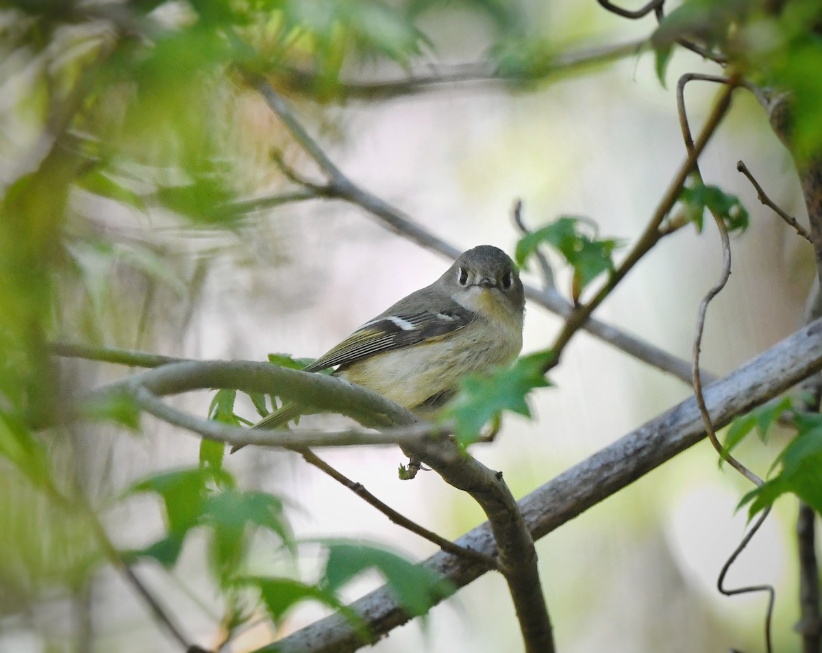 Ruby-crowned Kinglet - Caleb P.