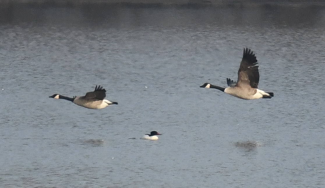 Common Merganser - ML616701322