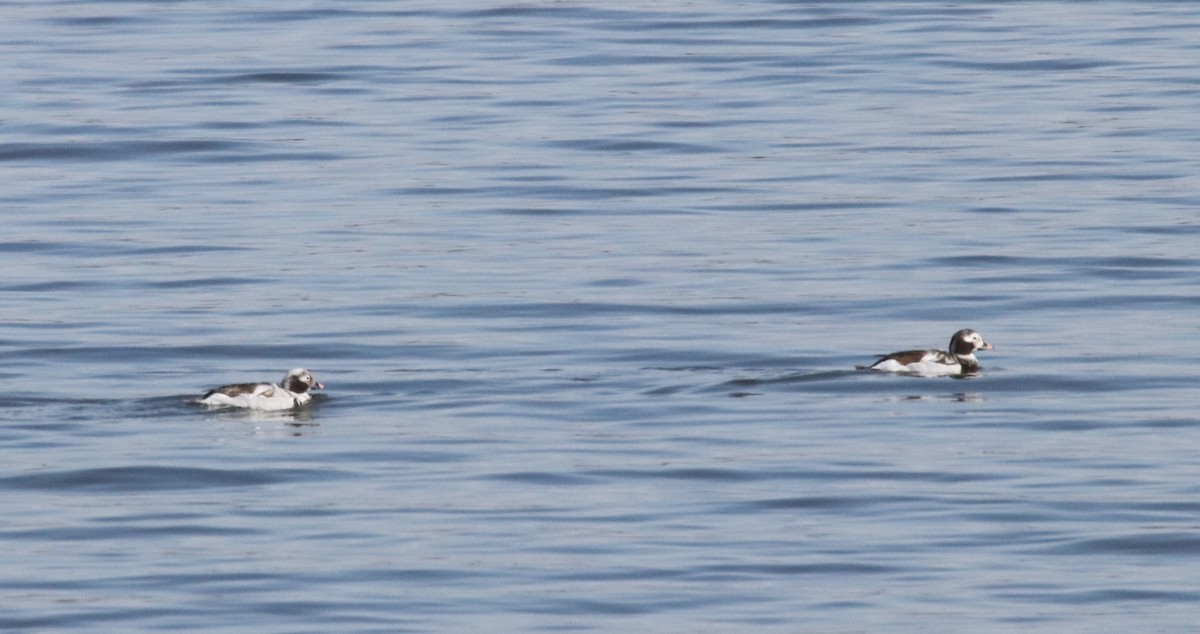 Long-tailed Duck - Steve Freed