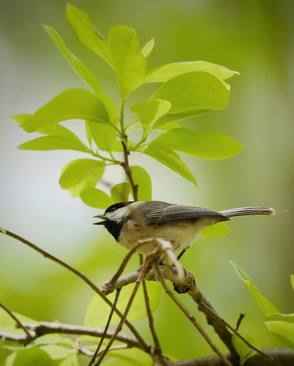 Carolina Chickadee - Caleb P.