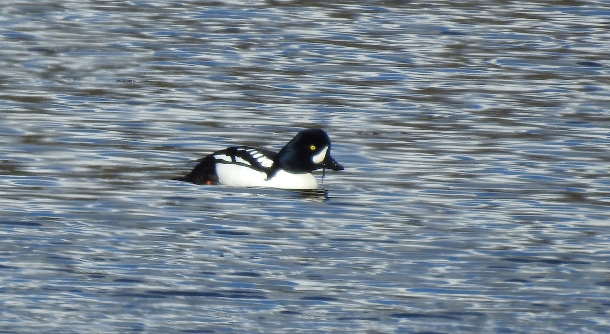 Barrow's Goldeneye - ML616701365