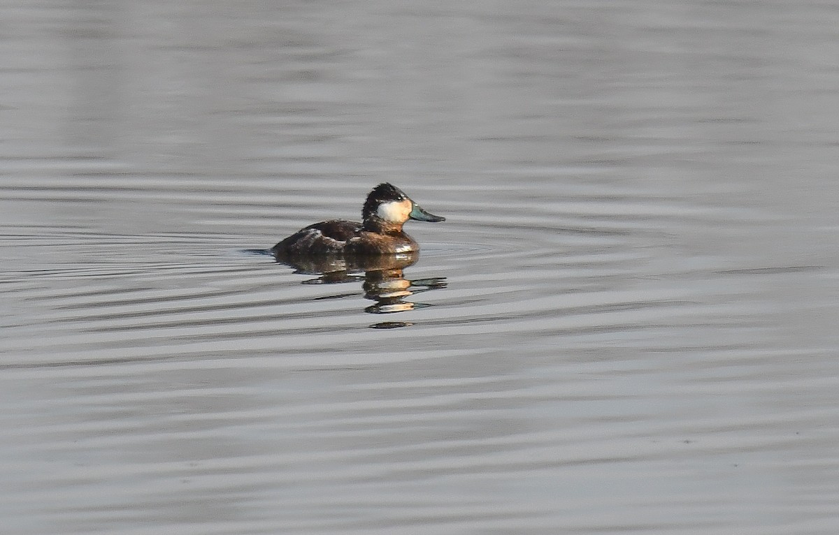 Ruddy Duck - ML616701377