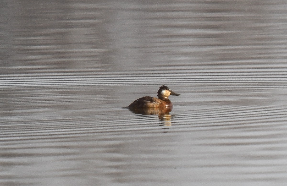 Ruddy Duck - ML616701383