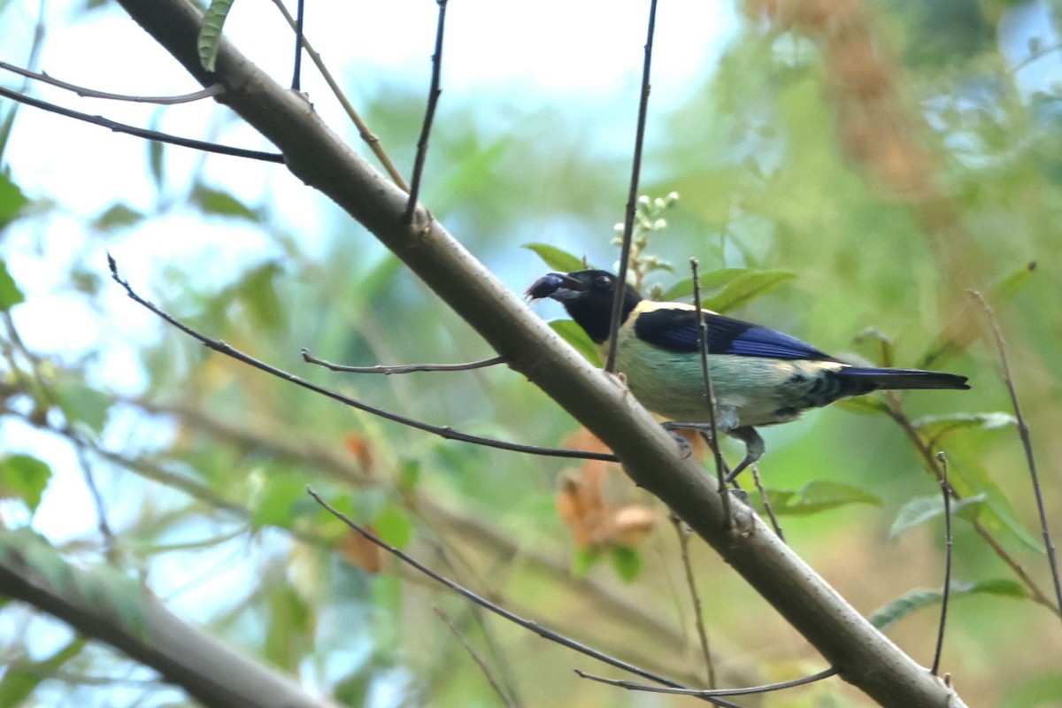 Black-headed Tanager - ML616701389