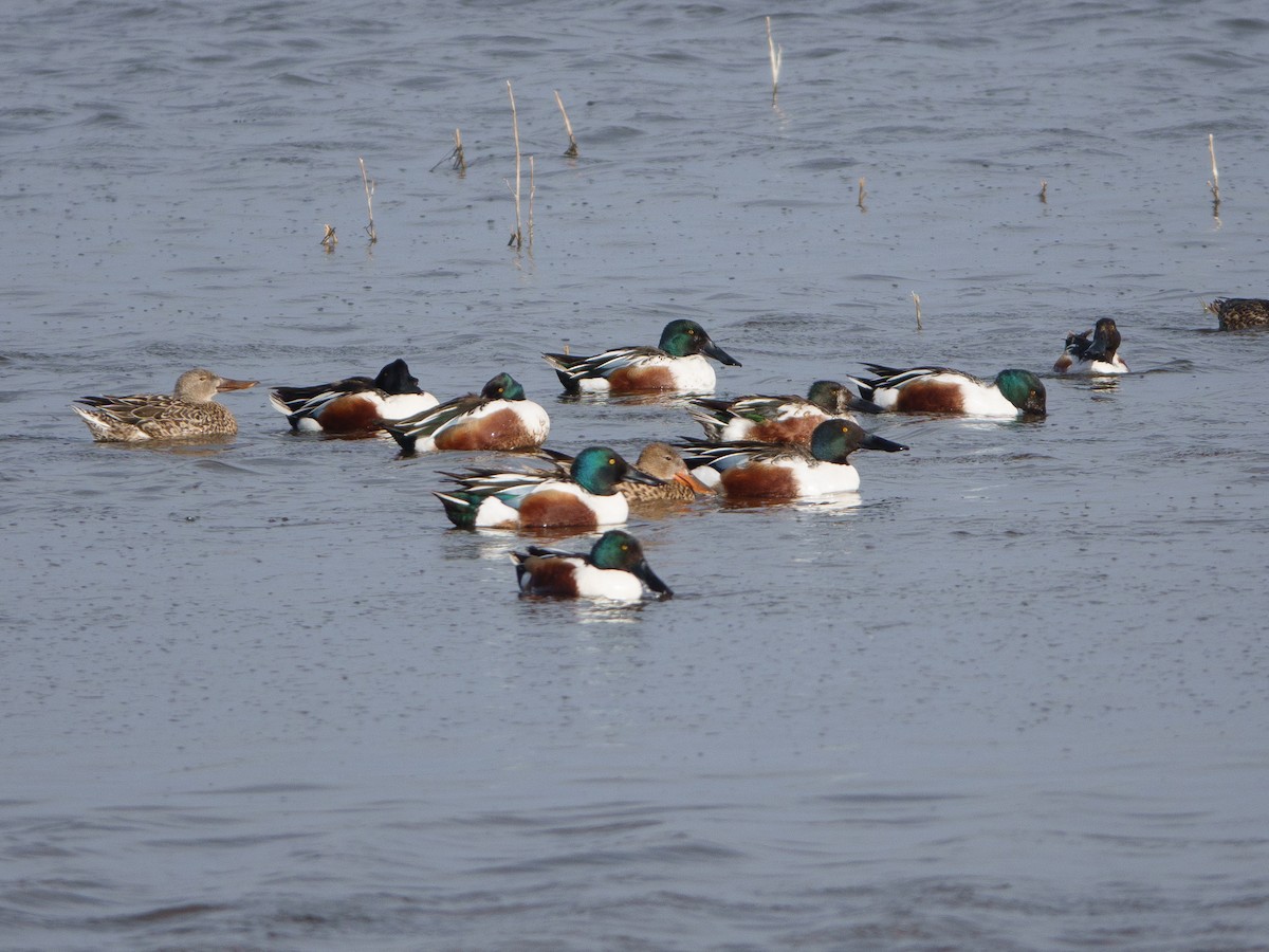 Northern Shoveler - ML616701406