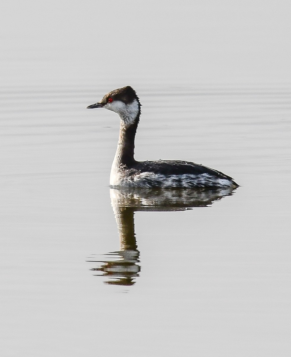 Horned Grebe - ML616701407