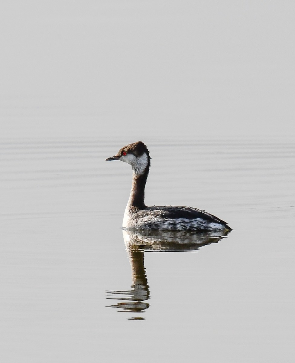 Horned Grebe - ML616701413