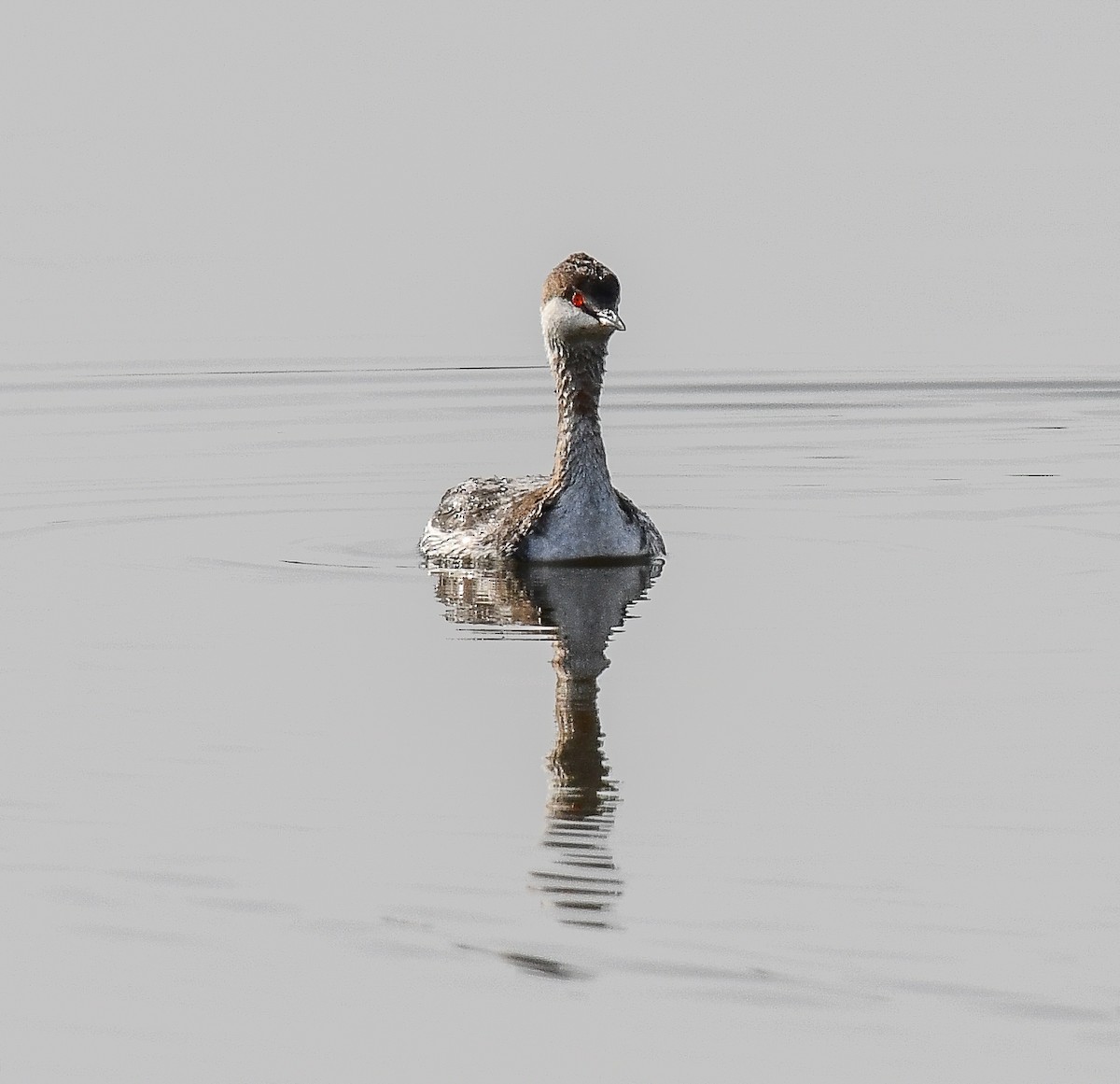 Horned Grebe - ML616701415