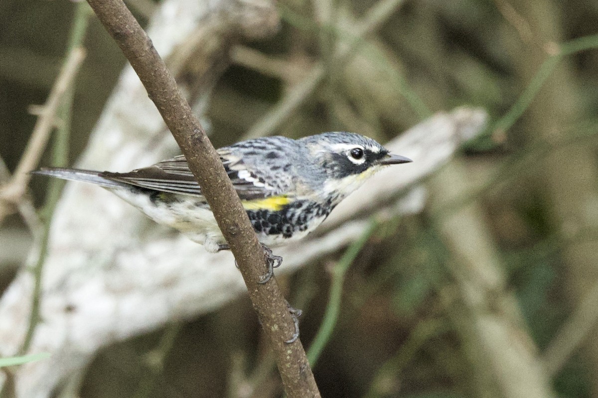 lesňáček žlutoskvrnný (ssp. coronata) - ML616701426