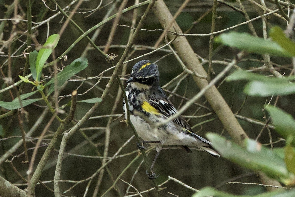 lesňáček žlutoskvrnný (ssp. coronata) - ML616701458